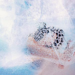 小坂七香作品封面介绍大全
