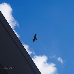 小坂七香作品封面介绍大全
